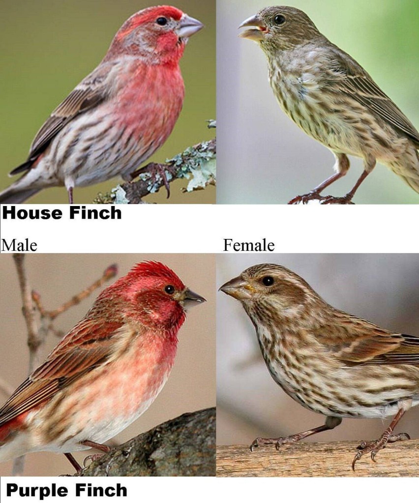 Photos comparing male, female house finches and purple finches. Both males have reddish heads, fronts. Females are brownish.