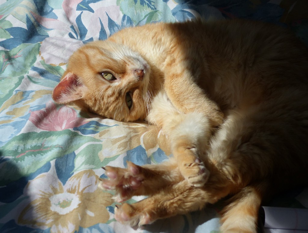 Orange tabby girl cat, Perkins, laying on side, looking at camera, half in sun, half shade, on tropical flowered bed. Stretches back legs, toes. Feb. 24, 2023, 12:54 pm. (Snow outside.)