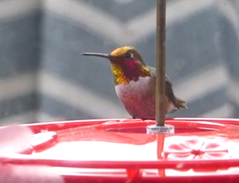 Anna's hummingbird on edge of deck window feeder, looking right. Sunlight brings out golden glint of feathers on head, neck. March 1, 2023, 1:48 pm