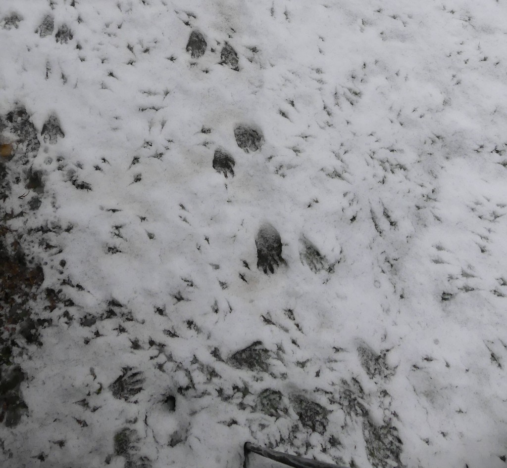 Foot, "hand" prints of raccoon in snow, heading to east edge of deck. Surrounded by foot prints of birds. Feb. 26. 2023, 8:06 am