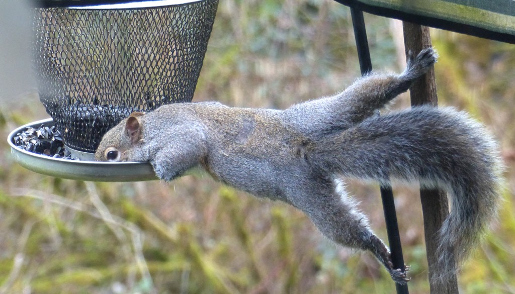 Back feet anchored on 2 poles, squirrel, stretched to left, eats from hanging black oil sunflower seed metal feeder, holding on with front feet. March 23, 2023