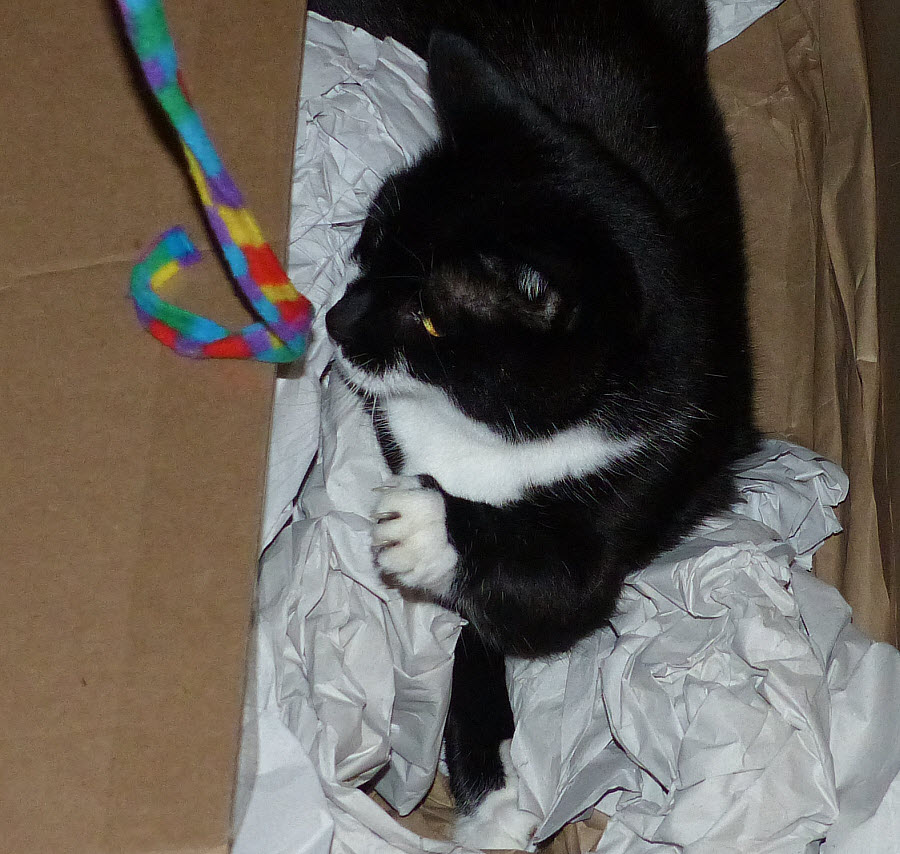 Black and white tuxedo girl cat, Teeny Tuxedo, in cardboard full of white, brown paper, reaching up left paw to catch rainbow colored fabric ribbon toy. Oct. 20, 2016