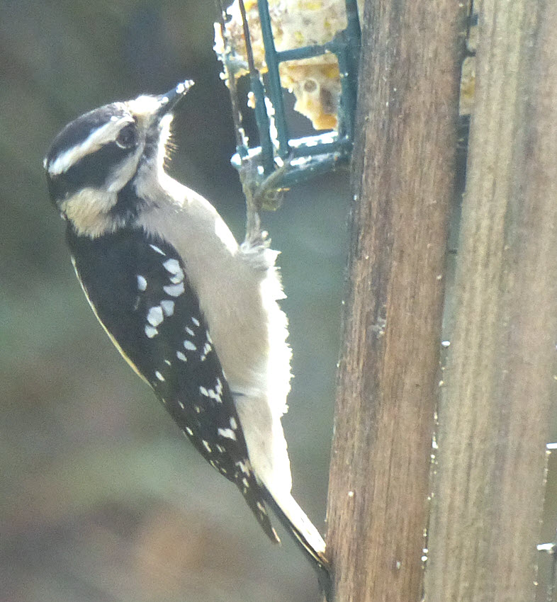 Right side of Female Downy Woodpecker, holding on to green metal suet feeder with feet, pecking at suet. March 24, 2023, 3:08 pm