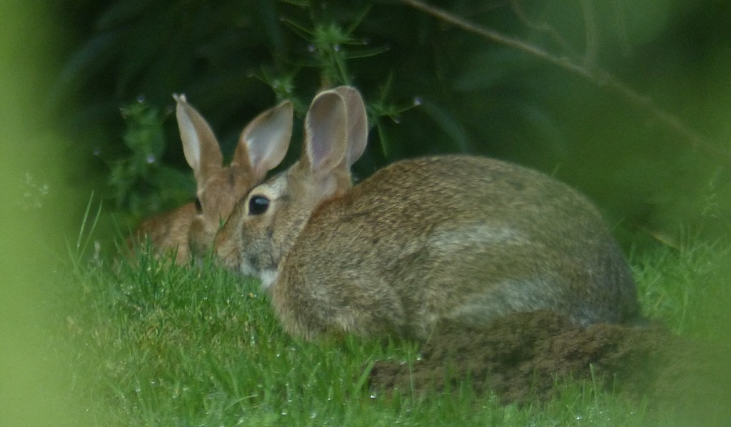 Two brown rabbits facing each other at angle. Green grass. Trees in background. Could be mistaken for mirror image. Taken through window and leaves of butterfly bush. July 28, 2018