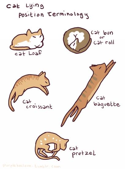 Humorous drawn poster, "Cat lying positions terminology".  Positions are named for bakery items: cat loaf, cat bun or cat roll, cat croissant, cat baguette, cat pretzel.