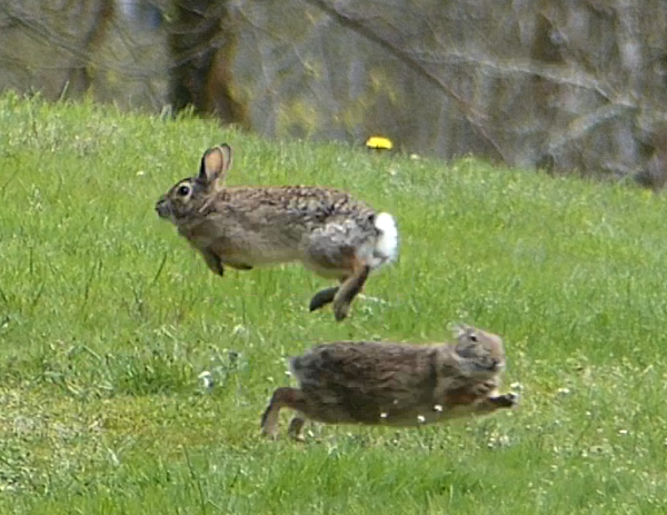 Two wild brown rabbits, white tails, zooming about after each other. Green grass of back lawn. Screenshot. Rabbit in midair jump to left, directly over rabbit on ground, running right. April 24, 2013, 1:30 pm. From deck.